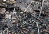 Plectania nannfeldtii image