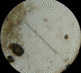 Urnula craterium image
