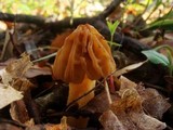 Morchella punctipes image