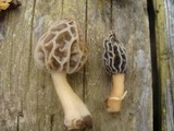Morchella diminutiva image