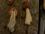 Morchella punctipes image
