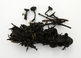 Plectania nannfeldtii image