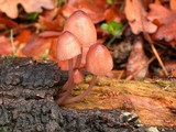 Mycena purpureofusca image