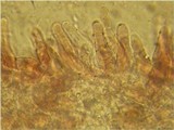 Mycena purpureofusca image