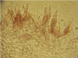 Mycena purpureofusca image
