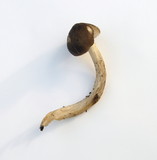 Pluteus primus image