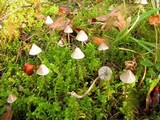 Mycena filopes image