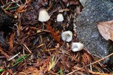 Mycena fusco-ocula image