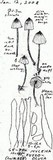 Mycena fusco-ocula image