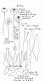 Mycena fusco-ocula image