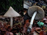Entoloma canoconicum image