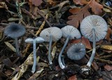 Entoloma asprelloides image