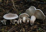 Rhodocybe antipoda image