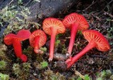 Hygrocybe miniata image