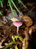 Gymnopus iocephalus image