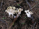 Ramaria rasilispora image