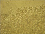 Mycena filopes image