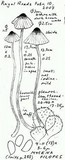 Mycena filopes image