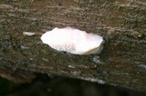 Leptoporus mollis image