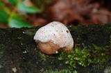 Leptoporus mollis image