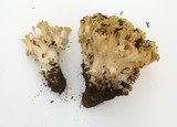 Ramaria rasilispora image