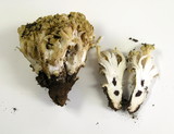 Ramaria rasilispora image