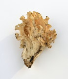 Ramaria rubricarnata var. verna image