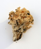 Ramaria rubricarnata var. verna image