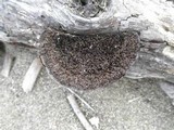 Hexagonia hydnoides image
