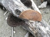 Hexagonia hydnoides image