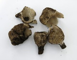 Sarcosphaera coronaria image