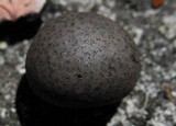 Xylaria tuberoides image