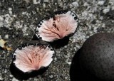 Xylaria tuberoides image