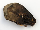 Strobilurus diminutivus image