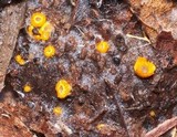 Arachnopeziza aurelia image