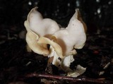 Helvella crispa image