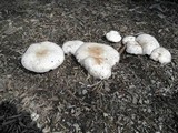 Pluteus petasatus image