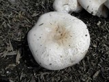 Pluteus petasatus image