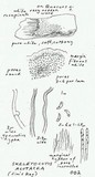 Skeletocutis alutacea image