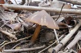 Entoloma vernum image