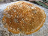 Caloplaca saxicola image