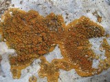 Caloplaca saxicola image