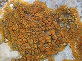 Caloplaca saxicola image