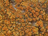 Caloplaca saxicola image