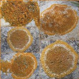 Caloplaca saxicola image