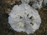 Diploicia canescens image