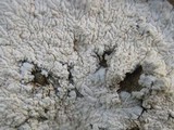 Diploicia canescens image
