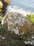 Diploicia canescens image