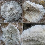 Diploicia canescens image