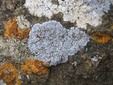 Physcia caesia image